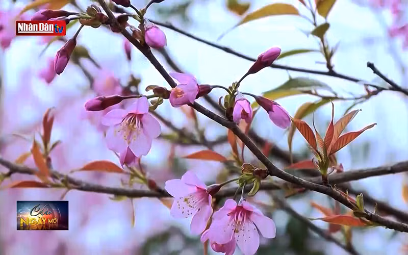 Mùa hoa anh đào tại Kon Tum thu hút khách du lịch
