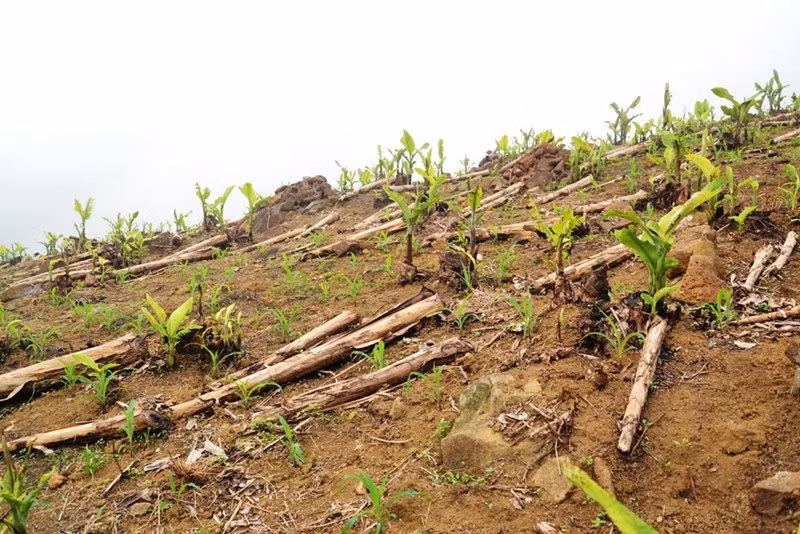 Hàng trăm ha chuối xuất khẩu ở Lào Cai chết lụi, thiệt hại nặng nề -0