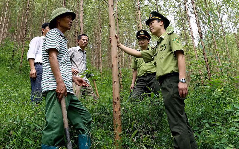 Cán bộ kiểm lâm và người dân kiểm tra rừng cây keo lai tại xã Ðồng Vương, huyện Yên Thế (Bắc Giang). Ảnh: VĂN SINH 