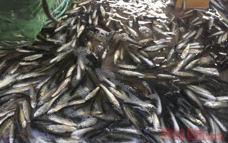 Cá linh non đã xuất hiện ở chợ cá An Giang