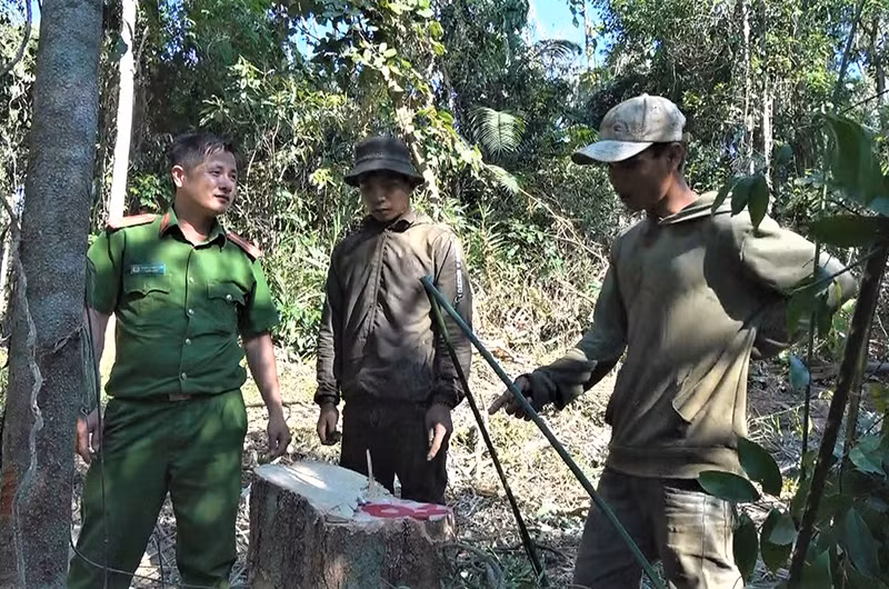 Một vụ khai thác lâm sản trái phép trên lâm phần do Công ty Lâm nghiệp Ea Kar quản lý được lực lượng Công an phát hiện, xử lý.