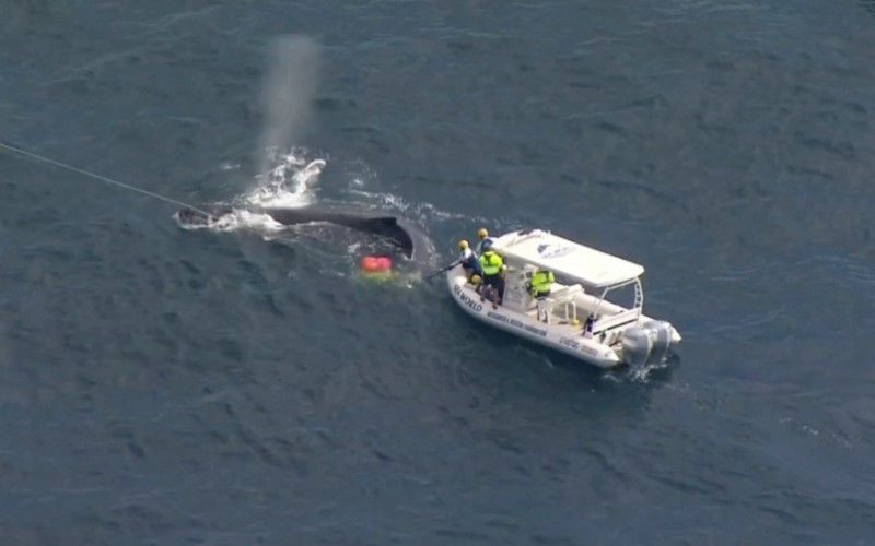 Giải cứu cá voi mắc kẹt vào lưới săn cá mập ở Australia ảnh 2 Giải cứu cá voi mắc kẹt vào lưới săn cá mập ở Australia -0