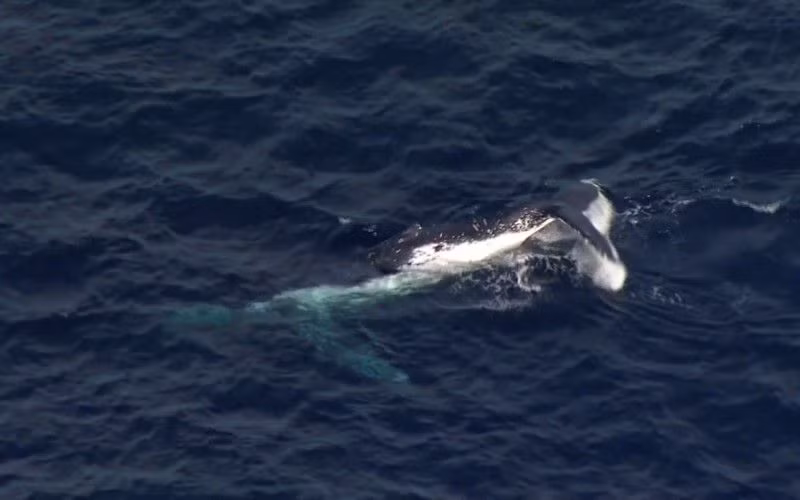 Một con cá voi bị mắc vào lưới cá mập ngoài khơi bờ biển Gold Coast của Queensland, Australia vào ngày 11/ 8. (Ảnh cắt từ clip của Nine Network).