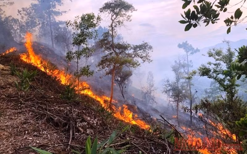 Thủ tướng vừa có công điện yêu cầu tăng cường các biện pháp cấp bách phòng cháy, chữa cháy rừng khi nắng nóng gay gắt . (Ảnh minh họa: CÔNG HẬU)