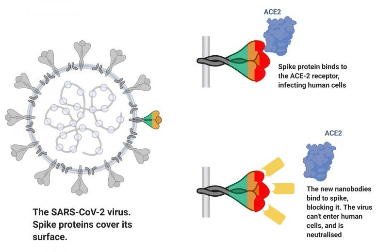Kháng thể siêu nhỏ nanobody từ lạc đà không bướu tấn công virus SARS-CoV-2 theo cách khác với kháng thể từ người đã khỏi bệnh Covid-19. Kháng thể từ lạc đà không bướu vô hiệu hóa virus SARS-CoV-2 -0