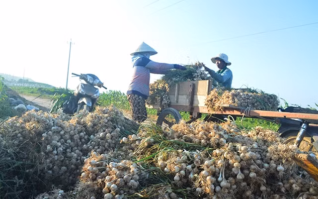 Nông dân Lý Sơn thu hoạch tỏi.