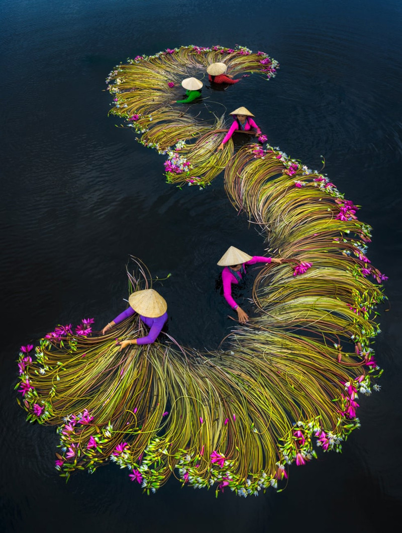 Mùa thu hoạch hoa súng tại tỉnh Long An, Việt Nam. (Tác giả: Trung Pham Huy) 8.jpg -1
