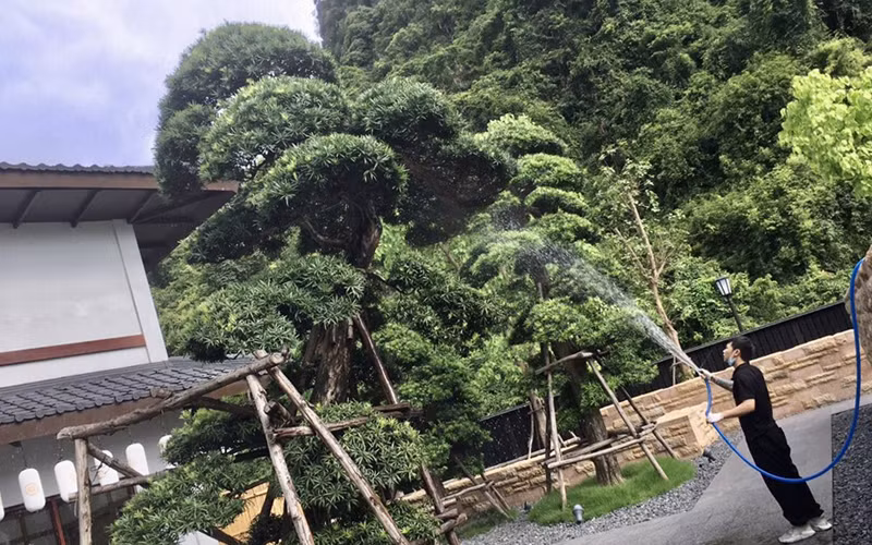 Khi “sếu đầu đàn” vượt qua giông bão -0