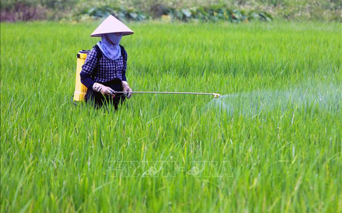 Ảnh minh họa: Phun thuốc bảo vệ thực vật cho lúa. (Nguồn: TTXVN)