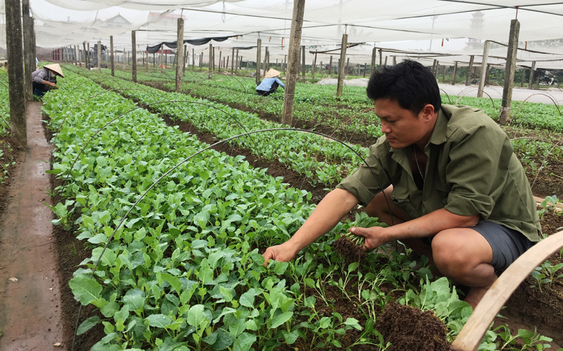 Người dân xã Hà Hồi, huyện Thường Tín trồng rau vụ đông (Ảnh: TÔ QUÝ). 