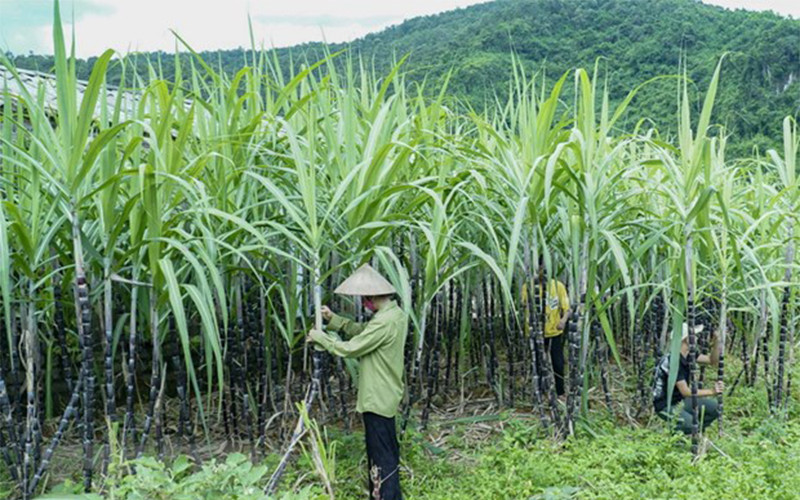 Lượng nhập khẩu gia tăng đột biến là nguyên nhân chính gây thiệt hại cho ngành mía đường trong nước. (Ảnh minh họa: TTXVN)