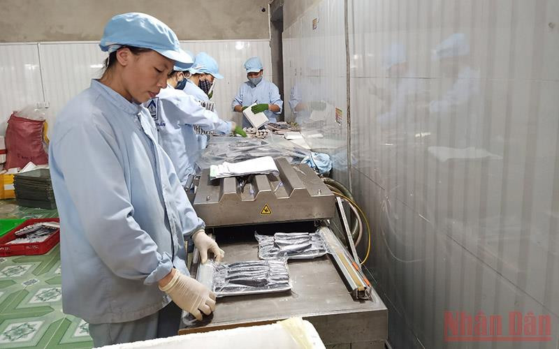Công ty CP Biển Quỳnh tạo công ăn việc làm cho nhiều lao động. Bước chuyển mình của các doanh nhân nữ trong đại dịch -0