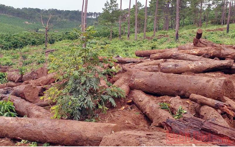 Hàng loạt khúc gỗ thông bị “chôn tập thể” vừa được “khai quật”. Những cánh rừng thông bị “vùi” xuống lòng đất -0