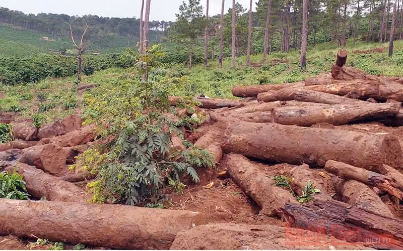Những cánh rừng thông bị “vùi” xuống lòng đất -0