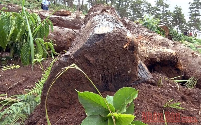 Những cánh rừng thông bị “vùi” xuống lòng đất -0