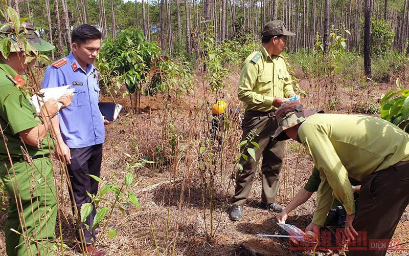 Cơ quan chức năng khám nghiệm hiện trường vụ chôn lấp gỗ thông phát hiện tháng 7-2019. Những cánh rừng thông bị “vùi” xuống lòng đất -0