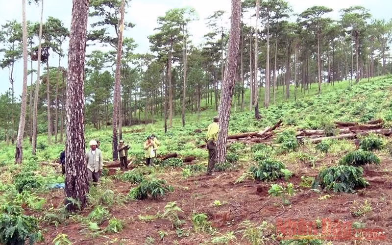 Hiện trường vụ việc ngay vườn cây cà phê đã “bén rễ”.