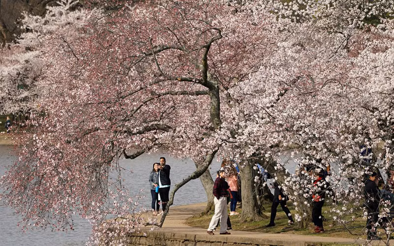 Ngắm hoa anh đào khoe sắc tại thủ đô của nước Mỹ