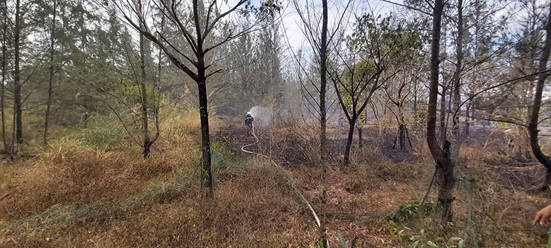 Cháy rừng thông tại Đà Nẵng -0