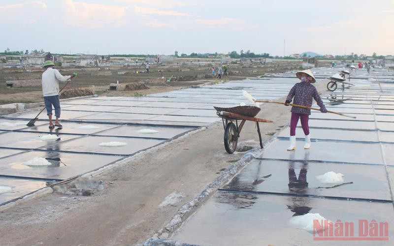 Bà con diêm dân làng Nghĩa Phú, xã Quỳnh Nghĩa (Quỳnh Lưu) thu hoạch muối.