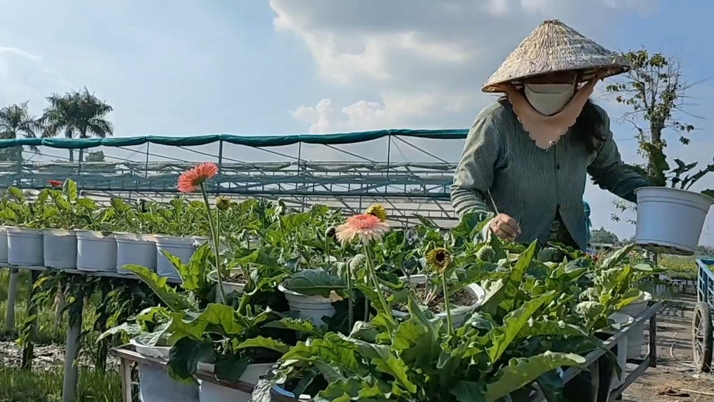 Nông dân đưa những giỏ hoa đã được bán lên xe chuyển ra đường lộ cho du khách. Niềm vui của bà con trồng hoa trước thềm xuân -0