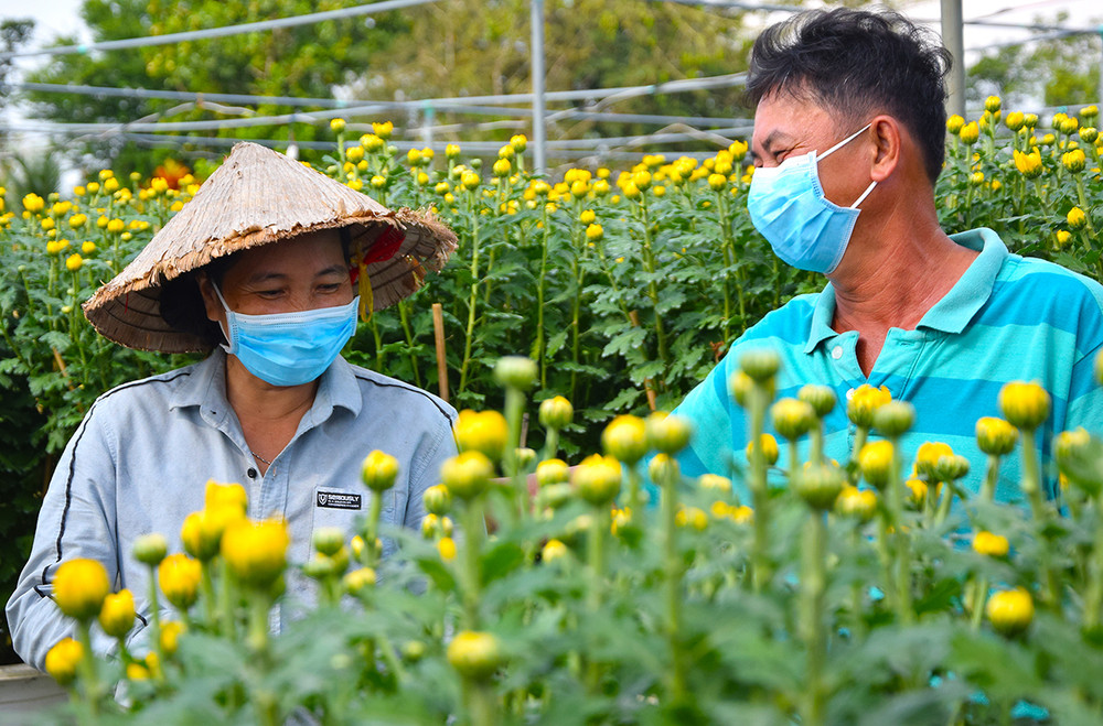 Vợ chồng anh Mười Lý vui mừng khi vụ hoa Tết thu về lợi nhuận cao. Niềm vui của bà con trồng hoa trước thềm xuân -0