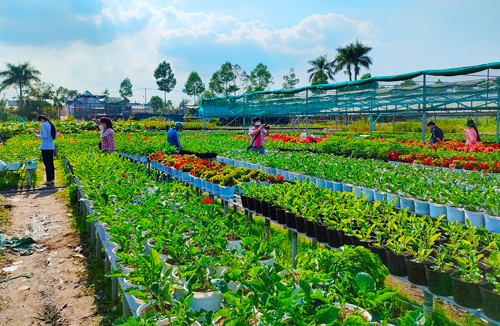 Những ngày này, nhiều du khách tìm đến tham quan và mua hoa tại Làng hoa Sa Đéc. Niềm vui của bà con trồng hoa trước thềm xuân -0