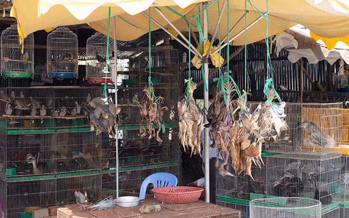 Chim hoang dã bị bày bán công khai trên quốc lộ 62 đoạn qua tỉnh Long An. Ảnh: NGUYỄN HOÀI BẢO