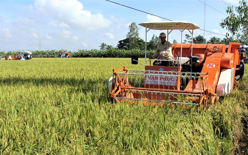 Thu hoạch ST25, lúa đặc sản tạo ra gạo ngon nhất thế giới tại Sóc Trăng.