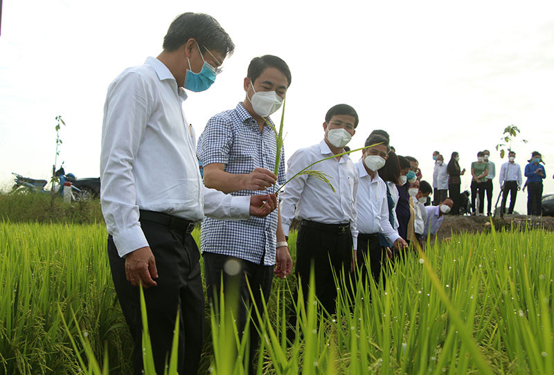 Lãnh đạo tỉnh Hậu Giang thăm đồng đầu năm tại Hợp tác xã nông nghiệp Thuận Tiến. Hậu Giang phát động Tết trồng cây và thăm đồng đầu năm -0