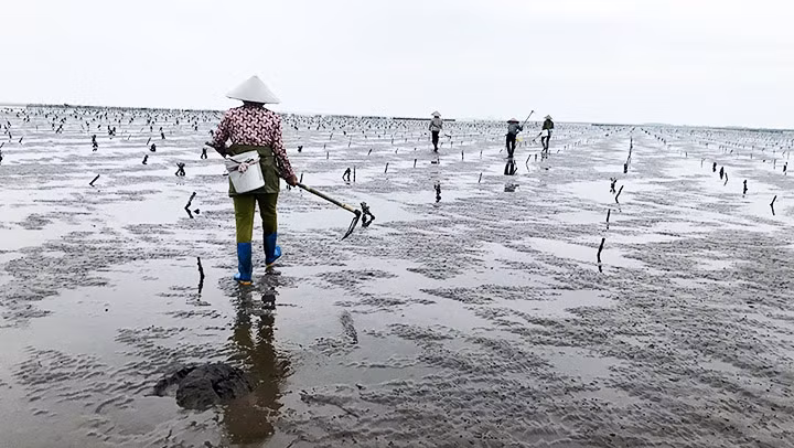 Mưu sinh ven biển Thụy Xuân -0