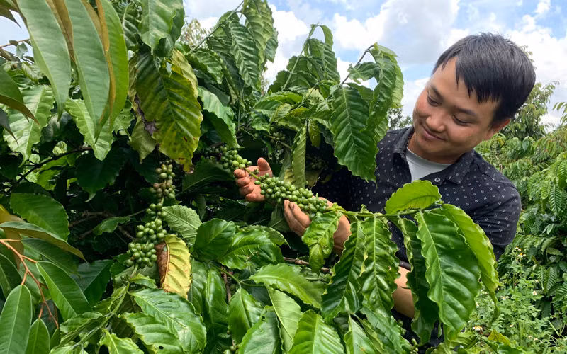Hướng đến vùng nguyên liệu cà phê đặc sản -0