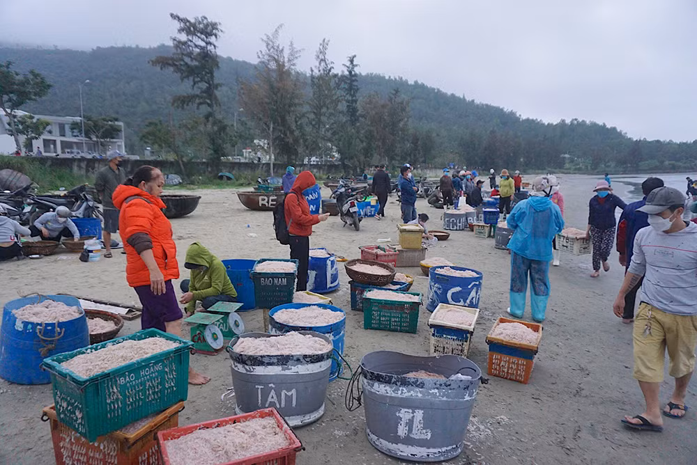 Ngư dân Đà Nẵng được mùa ruốc biển đầu năm -0