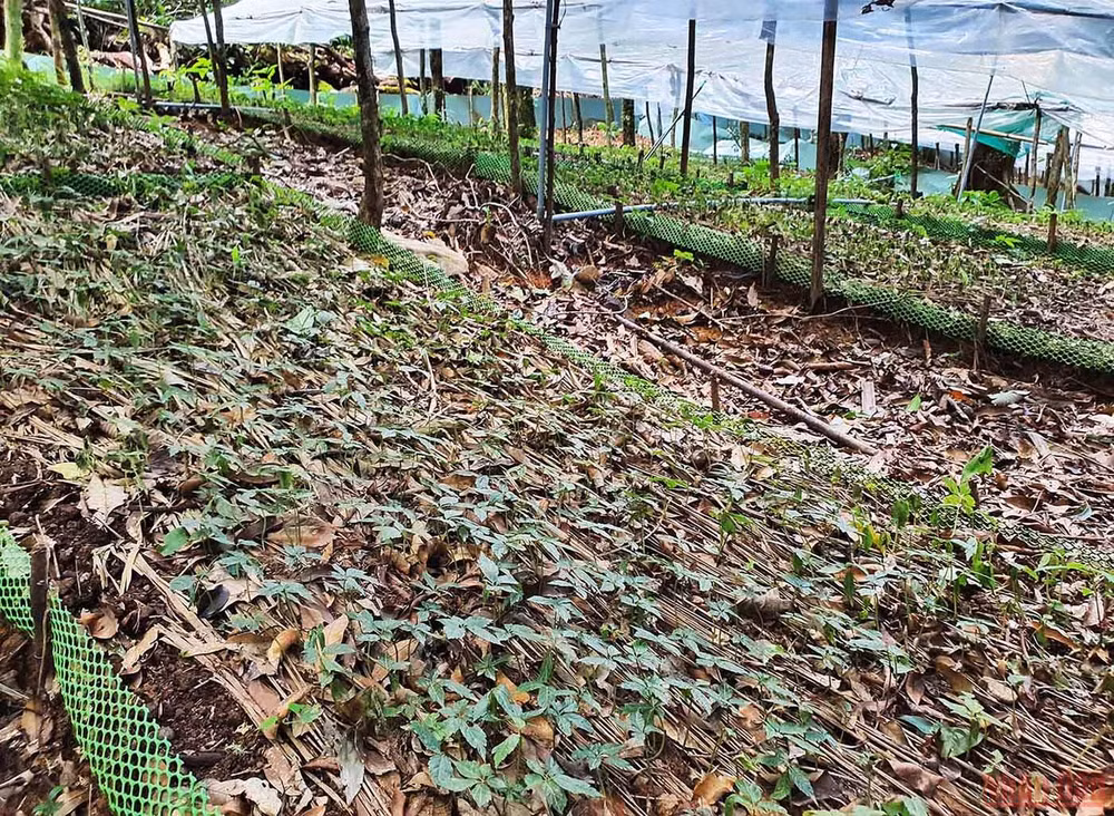 Khám phá mùa trồng mới “quốc bảo” sâm Ngọc Linh -0
