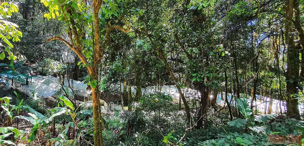 Khám phá mùa trồng mới “quốc bảo” sâm Ngọc Linh -0