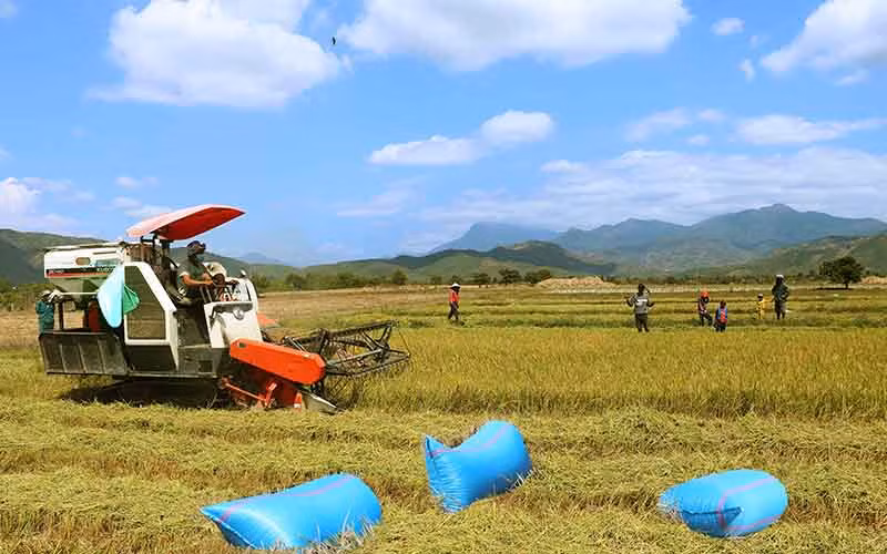 Thu hoạch lúa tại Ninh Thuận. (Ảnh: Nguyễn Trung)