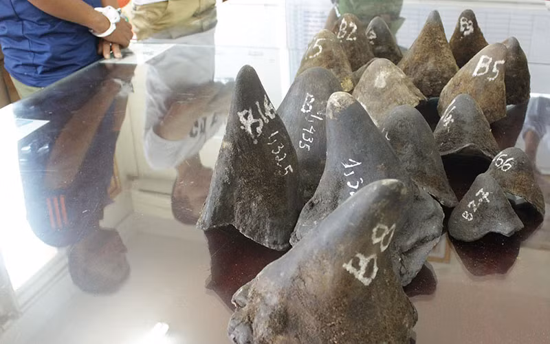 Chung tay bảo vệ loài tê giác -0