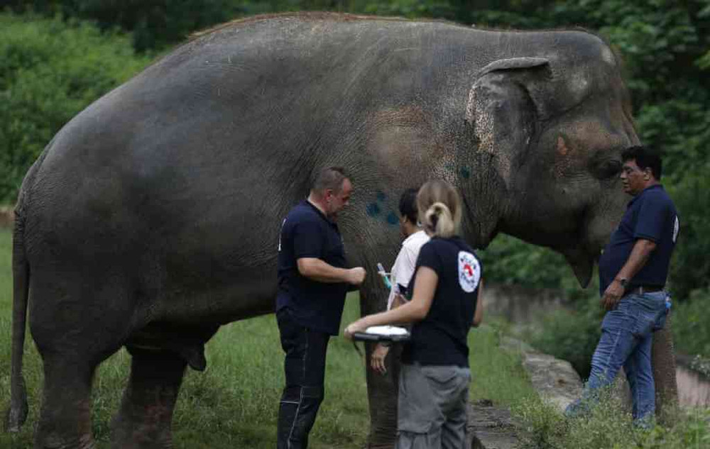 Voi Kaavan được kiểm tra sức khỏe để có thể rời Vườn thú Islamabad. Ảnh: AP. Chú voi đơn độc nhất thế giới sắp được trở về châu Á -0
