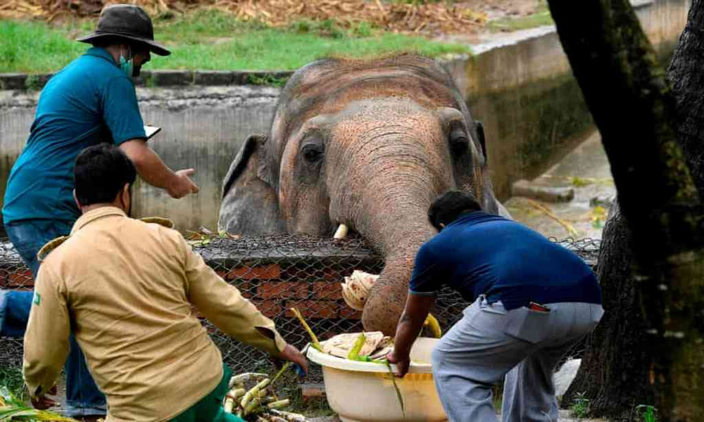 Các quan chức động vật hoang dã địa phương và các bác sĩ thú y của tổ chức Four Paws cho Kaavan ăn. Ảnh: Getty Images. Chú voi đơn độc nhất thế giới sắp được trở về châu Á -0