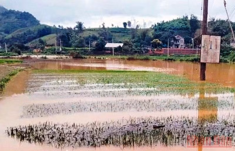 Mưa lớn làm ngập úng, hư hỏng hàng chục ha lúa của nông dân xã Bản Lầu (Mường Khương - Lào Cai). (Ảnh: TÙNG LÂM)