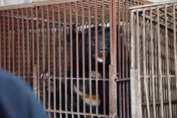 Ba cá thể gấu nuôi nhốt cuối cùng ở Lạng Sơn được về trung tâm cứu hộ -0