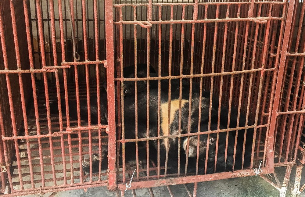 Gấu bị nuôi nhốt ở Bình Dương đang chờ được cứu hộ. Cứu hộ thành công bảy cá thể gấu ở Bình Dương -0