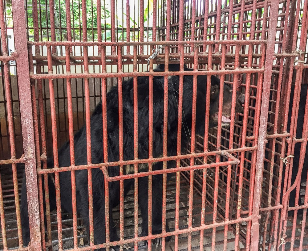 Một cá thể gấu trước khi được cứu hộ. Cứu hộ thành công bảy cá thể gấu ở Bình Dương -0