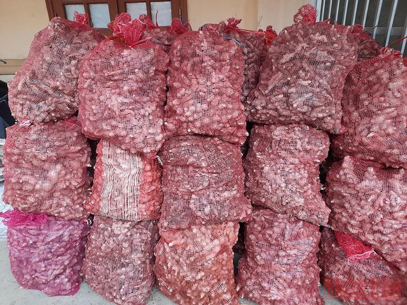 Phân loại gừng theo các đơn đặt hàng và đóng bao để chở vào các tỉnh phía nam tiêu thụ. Hỗ trợ tiêu thụ đặc sản gừng Kỳ Sơn -0