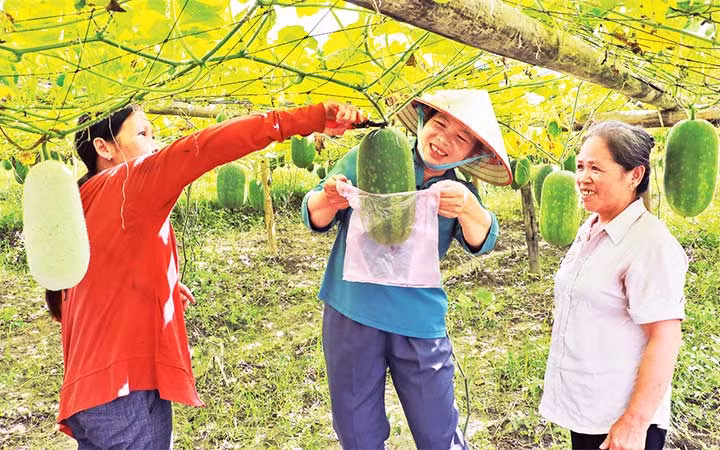 Du khách mua bí xanh thơm tại vườn trồng ở xã Địa Linh, huyện Ba Bể, tỉnh Bắc Kạn.