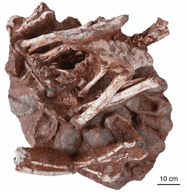 Một phần hóa thạch khủng long oviraptorosaur trưởng thành 70 triệu năm tuổi đang ngồi trên ổ trứng của nó. Có thể nhìn thấy rõ nhiều trứng (bao gồm ít nhất ba trứng chứa phôi), cũng như cẳng tay, xương chậu, chi sau và một phần đuôi của con khủng long trưởng thành. Ảnh: Giáo sư, Tiến sĩ Shundong Bi. Phát hiện hóa thạch khủng long đang ấp trứng có phôi 70 triệu năm tuổi -0