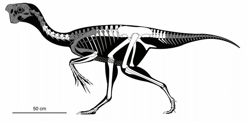Tái tạo xương của khủng long oviraptorosaur trưởng thành, xương được bảo tồn là phần màu trắng. Ảnh minh họa của Andrew McAfee, CMNH. Phát hiện hóa thạch khủng long đang ấp trứng có phôi 70 triệu năm tuổi -0