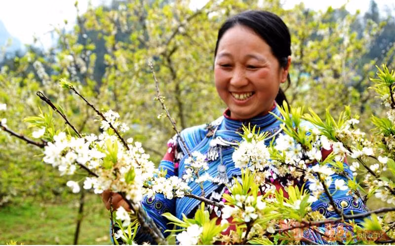 Mùa hoa mận trên cao nguyên trắng Bắc Hà -7