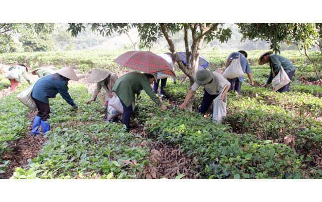 Người dân thôn Phiêng An, xã Quang Thuận (huyện Bạch Thông, Bắc Kạn) thu hoạch chè.