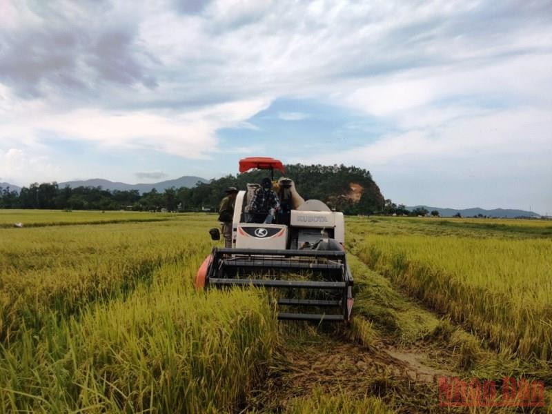 Bà con nông dân xã Tân Lộc, huyện Lộc Hà (Hà Tĩnh) thu hoạch lúa. (Ảnh Ngô Tuấn)